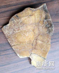 (XHDW)(1)陕西周原遗址首次出土长达30厘米的卜甲