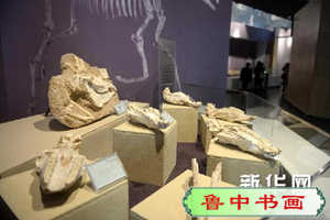 （晚报）（2）甘肃和政古生物化石博物馆扩大展出规模